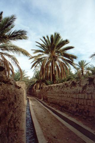 asqif